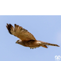 گونه پیغو Levant Sparrowhawk